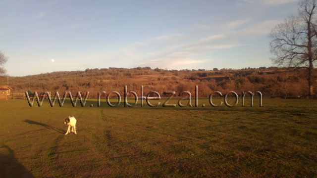 Residencia canina en entorno privilegiado